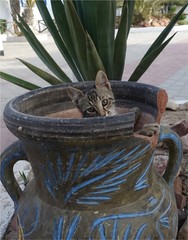 chaton tunisien dans poterie