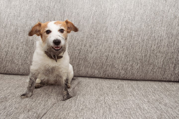 Portrait funny dog mischief. Dirty Jack russell playing on sofa furniture with muddy paws and happy...