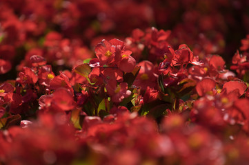 Close-up of red begonia in the garden
