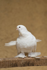 White dove sits on a branch in a zoo