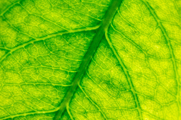 texture of rose leaf