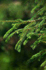 Close-up conifer branches with beautiful bokeh