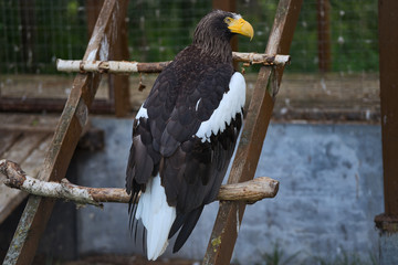 Close-up eagle with a big yellow beak