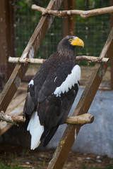 Close-up eagle with a big yellow beak