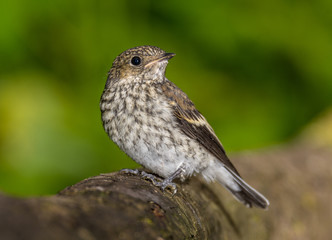 pieda