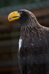 Close-up eagle with a big yellow beak