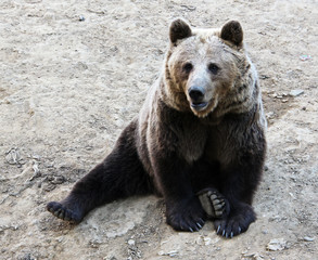 Obraz premium City bear