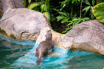 The an otter can help collect garbage