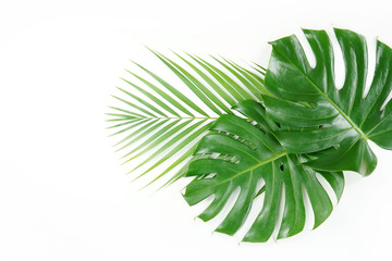 Naklejka na ściany i meble Fresh green palm leaves isolated on white background, summer plants object