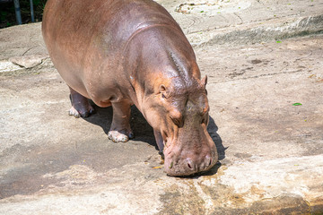 The hippopotamus wakes up from bed and is playing in the water.