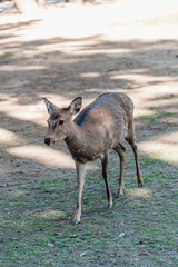 Deers in Nara park in Nara city at Japan. Park with animals in Japan