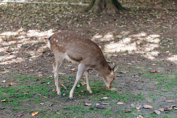 Naklejka na ściany i meble Deers in Nara park in Nara city at Japan. Park with animals in Japan