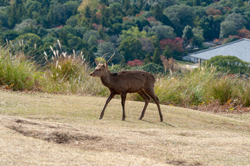 Deers in Nara park in Nara city at Japan. Park with animals in Japan