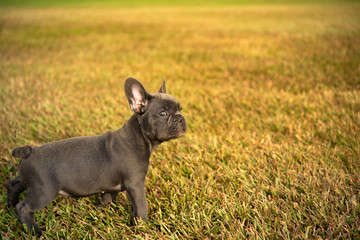 French Bulldog on the lawn in the morning
