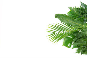 Fresh green palm leaves isolated on white background, summer plants object