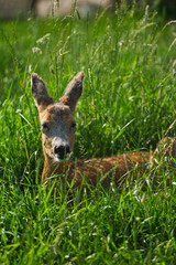 baby deer lies in the green grass in a zoo