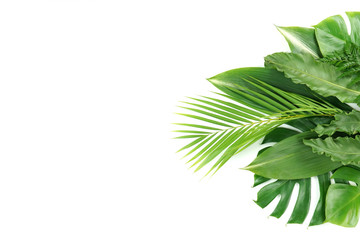 Fresh green palm leaves isolated on white background, summer plants object