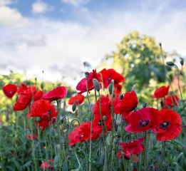 Flowers red poppies ( Papaver rhoeas, corn poppy, corn rose, field poppy, red weed, coquelicot ) on a background sky with clouds