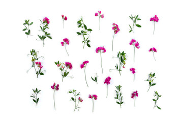 Creative summer pink wildflowers Lathyrus ( peavines, vetchlings ) on a white background. Top view, flat lay