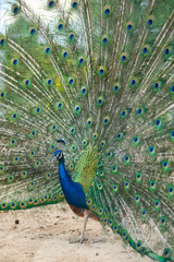 Naklejka premium Beautiful peacock spread his wings
