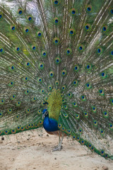 Obraz premium Beautiful peacock spread his wings