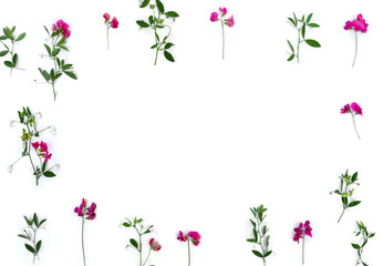 Creative frame of summer pink wildflowers Lathyrus ( peavines, vetchlings ) on a white background with space for text. Top view, flat lay