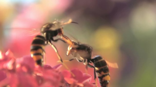 Wasps funny  bees  clash encounter  hornets 