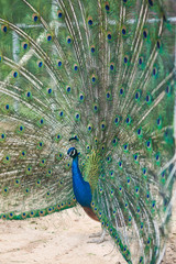 Beautiful peacock spread his wings