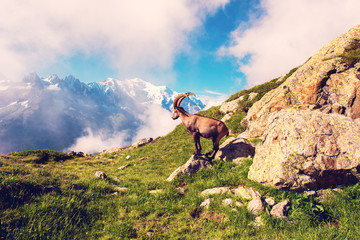 Beautiful mountain landscape with mountain goat in the French Alps near the Lac Blanc massif against the backdrop of Mont Blanc.
