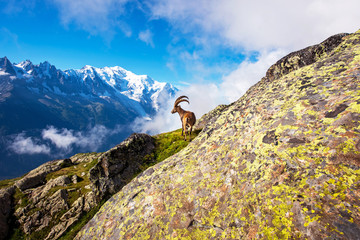 Beautiful mountain landscape with cute mountain goat in the French Alps near the Lac Blanc massif against the backdrop of Mont Blanc.
