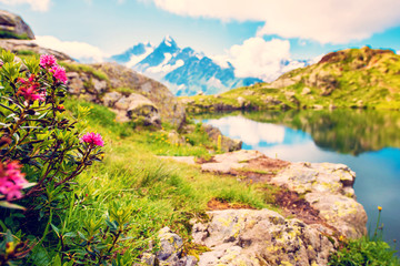Fototapeta na wymiar Fascinating landscape with rhododendron flowers against the backdrop of Mont Blanc in the French Alps, Europe. La Blanc.