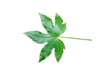 Fresh green palm leaves isolated on white background, summer plants object