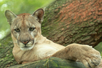 Portrait of a FLorida Panther 