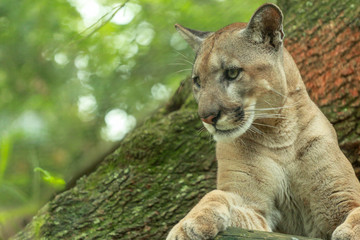 Portrait of a FLorida Panther 