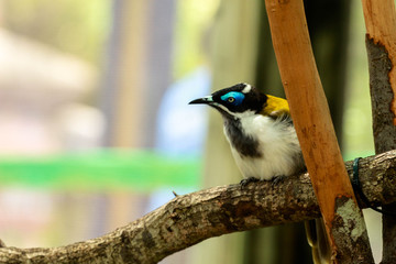 Exotic Bird on a Branch