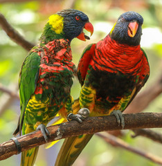 Two Rainbow Lorikeet Parrots Fighting 