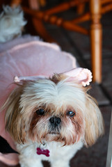 portrait of a girl dog in a pink dress / shihtzu 