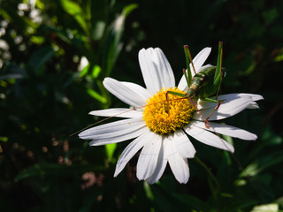 chamomile flower on a summer day on which sits a green grasshopper