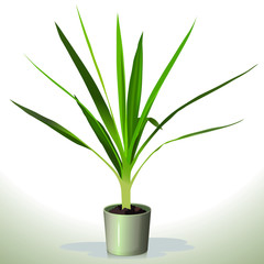 Realistic houseplant vector in bowl  on white blackground.