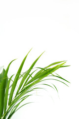 Fresh green palm leaves isolated on white background, summer plants object