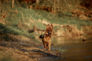 German shepherd dog swimming in the river 