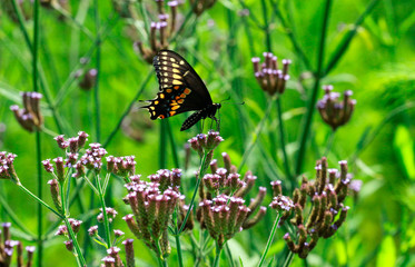 Butterfly in a Meadow 