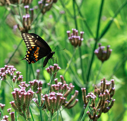 butterfly on flower
