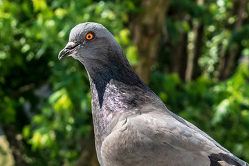 Fototapeta premium portrait of pigeon