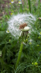 Fototapeta premium Белый одуванчик