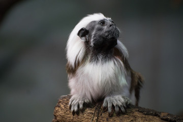 Tamarino de Cabeza Algodonosa