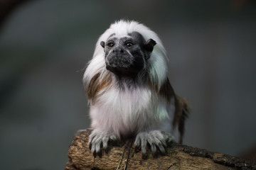 Tamarino de Cabeza Algodonosa