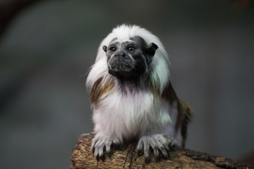 Tamarino de Cabeza Algodonosa
