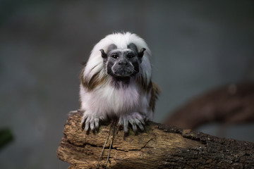 Tamarino de Cabeza Algodonosa