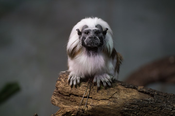 Tamarino de Cabeza Algodonosa